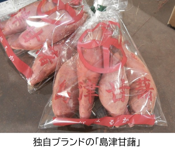 島津甘藷