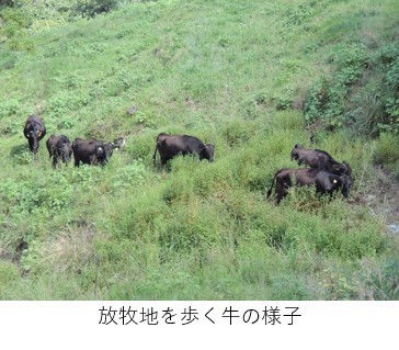 放牧の牛