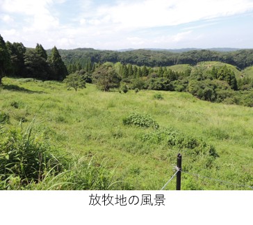 放牧地