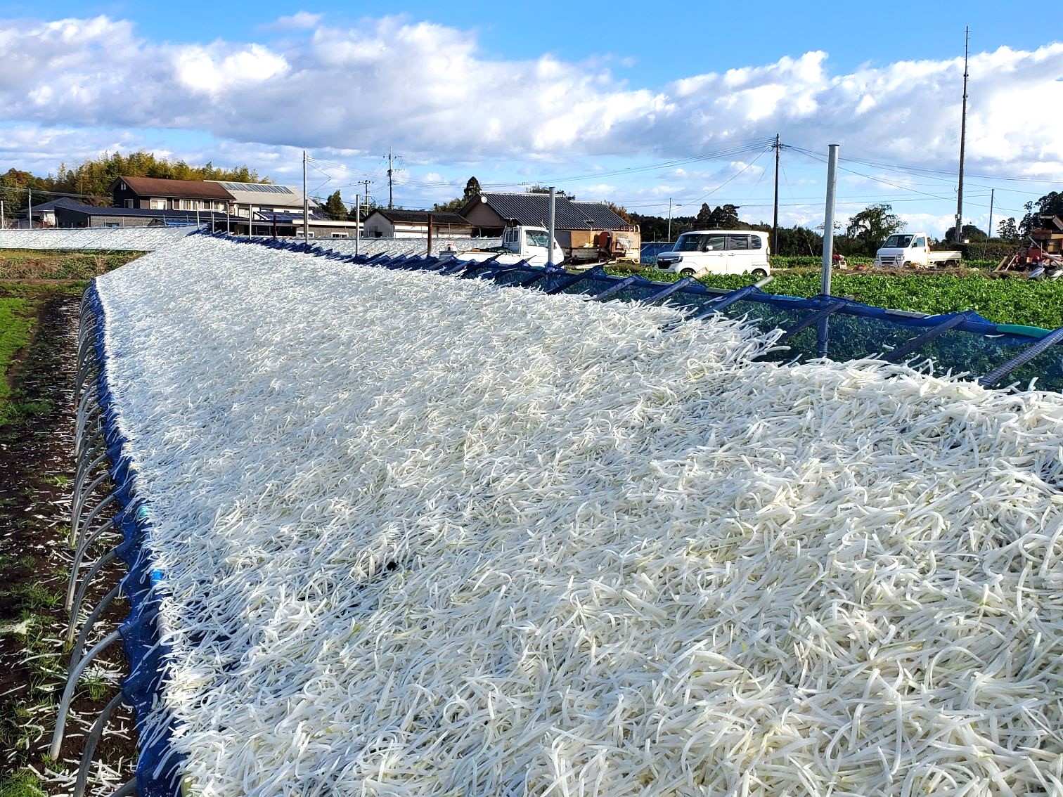 千切り大根の干し棚