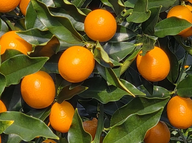 完熟きんかん