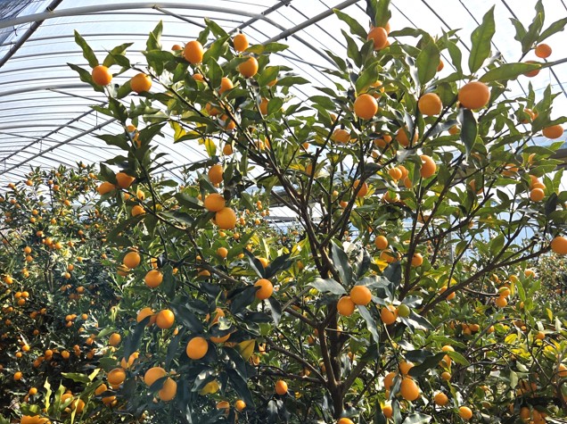 完熟きんかんの木