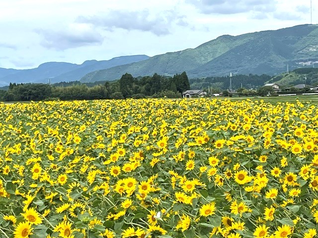 ひまわり