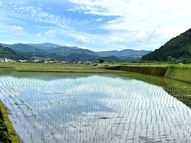 えびの市　田植え後