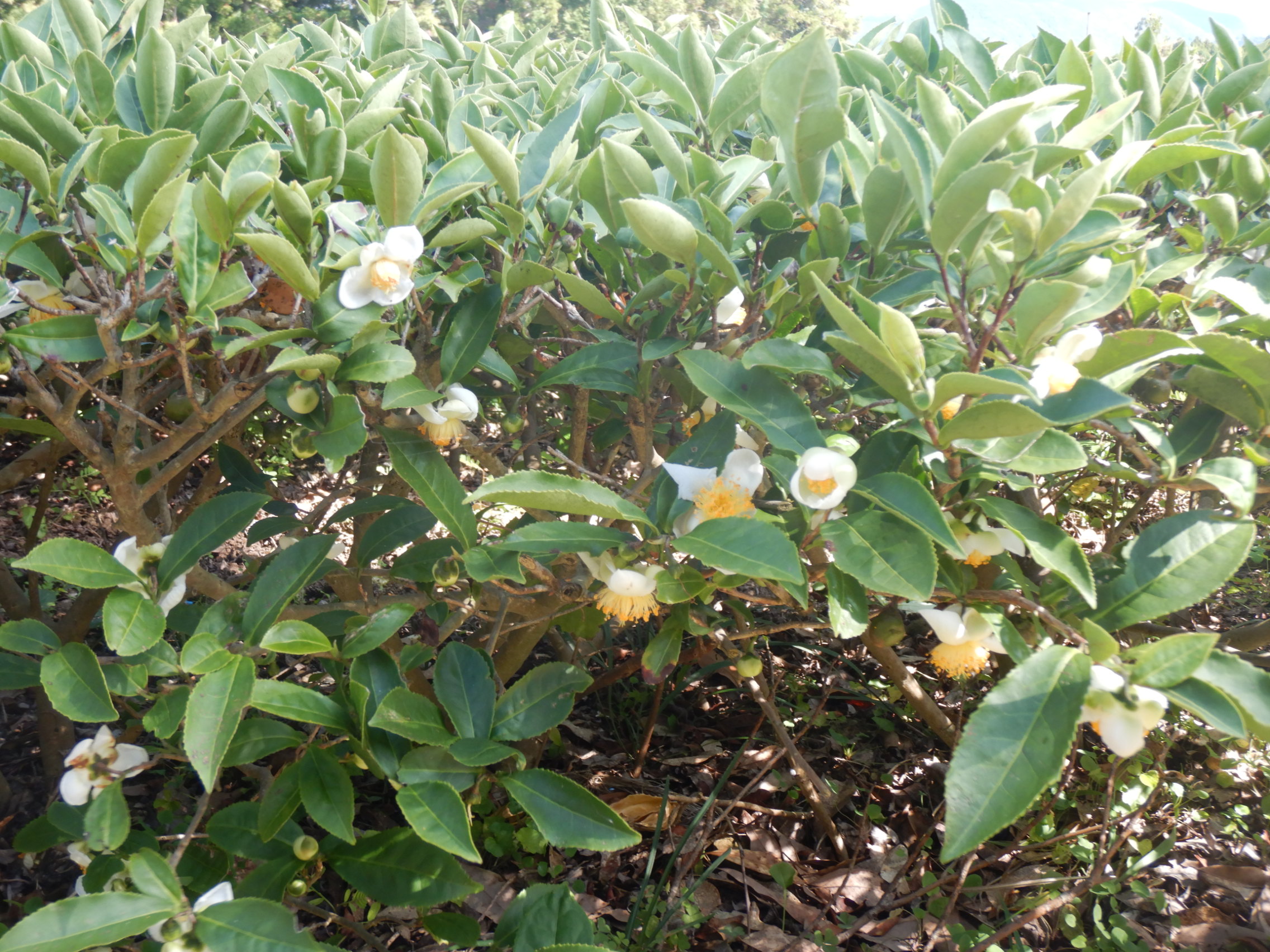 お茶の花