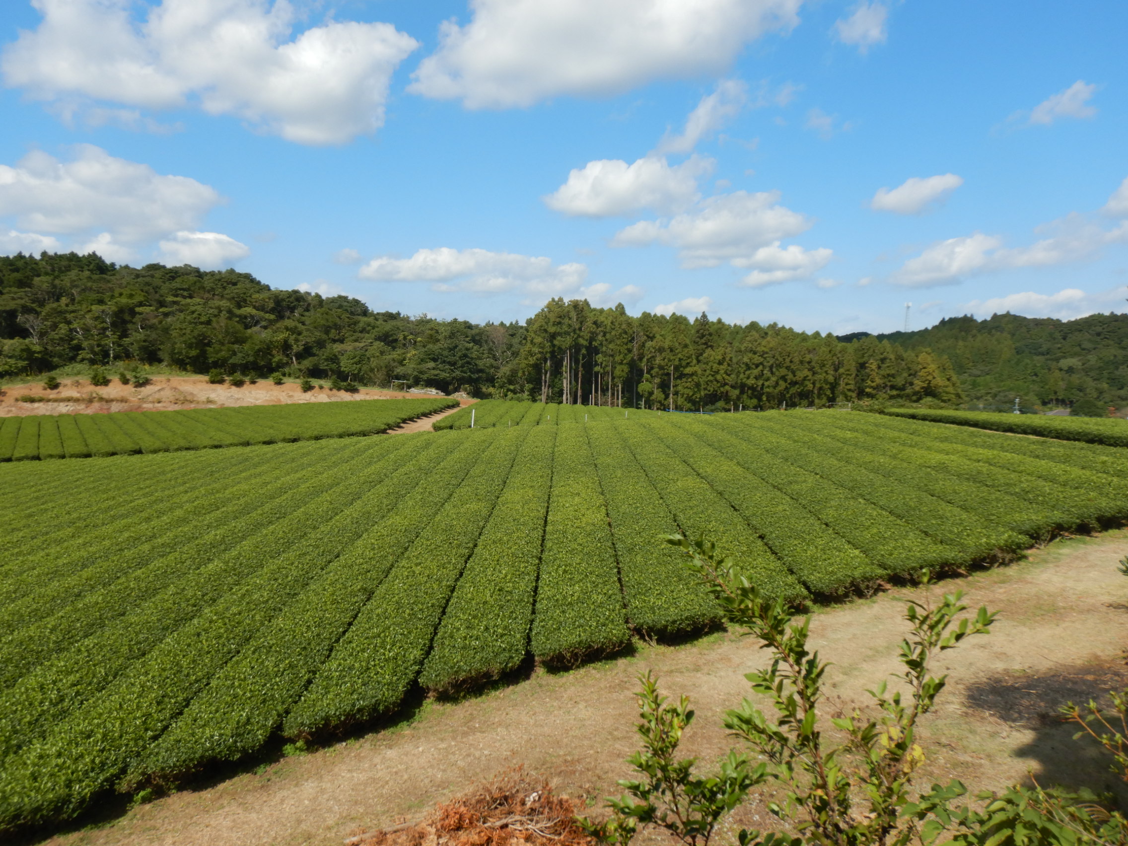 茶園