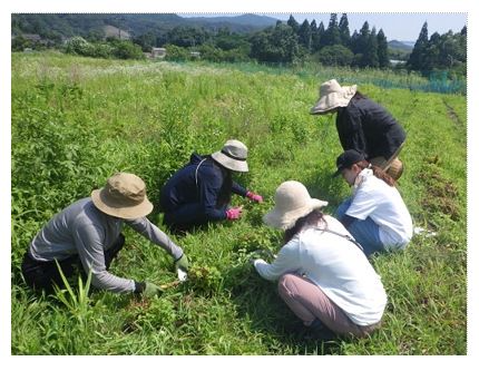 野草とハーブを収穫