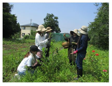 野草とハーブを収穫