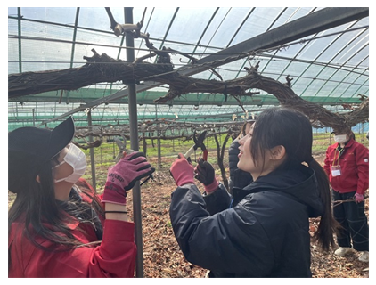 農園でぶどうの選定作業