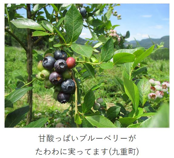 たわわに実ったブルーベリー