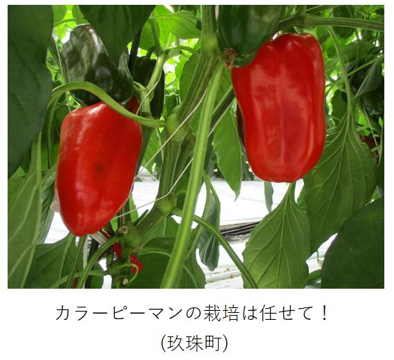 後藤亮佑さん栽培の赤いカラーピーマン