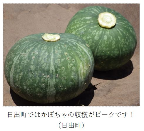 収穫されたかぼちゃ