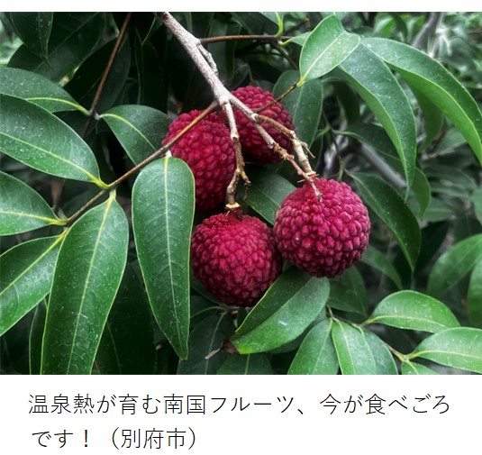 緑色の葉に囲まれて赤く実っているライチ