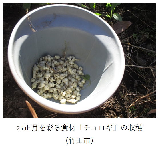 収穫されたチョロギ