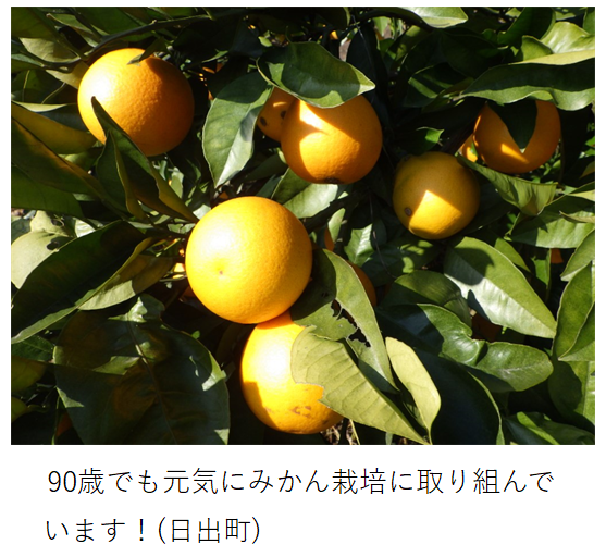 樹上で黄色く実るみかん