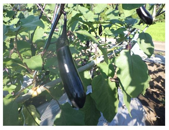 収穫前の「美なす」