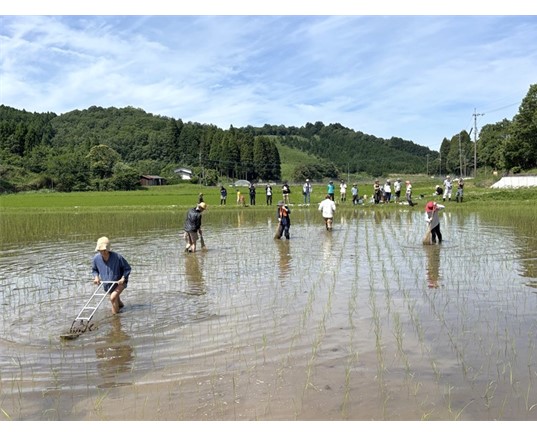 手植えされた水田の条間を竹ぼうきで掃いて除草作業する様子