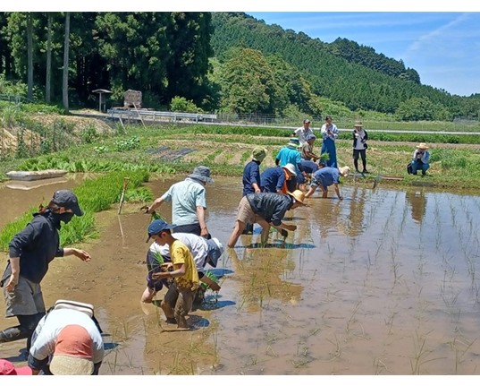 水田に入り横並びで手植えをしている様子