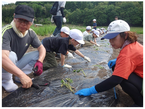 参加者で苗を植え付ける様子
