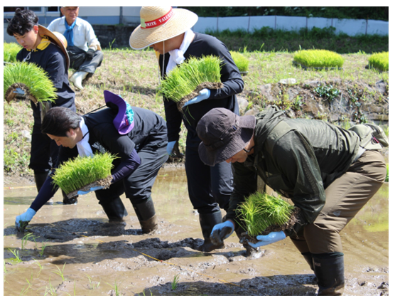 田んぼで苗を手植えする大学生