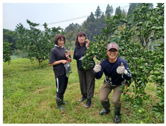 カボスの収穫体験の様子