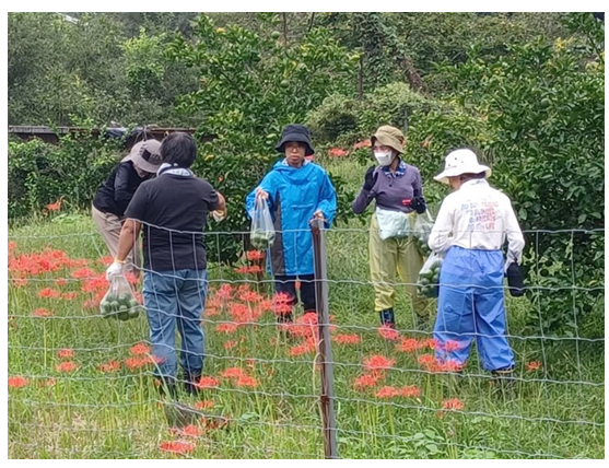カボスの収穫体験の様子