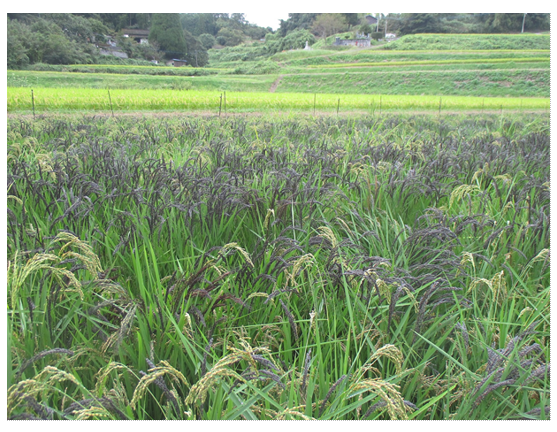 一つの田んぼで実るうるち米や古代米