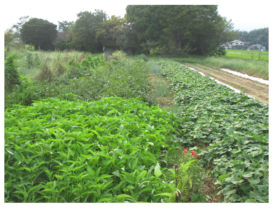 少量多品目栽培の畑の様子