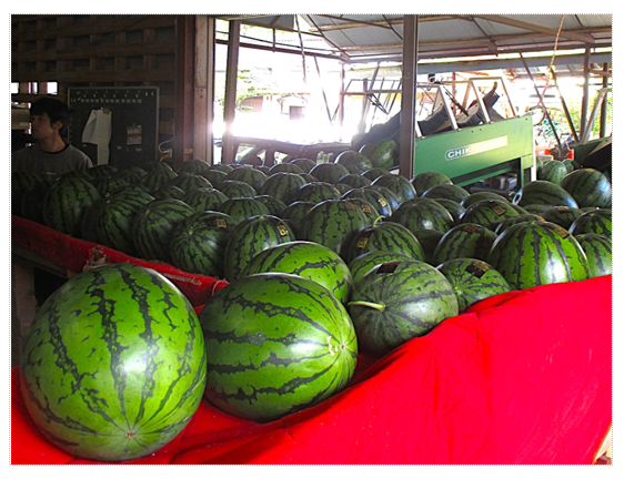 すいかが磨かれていく様子