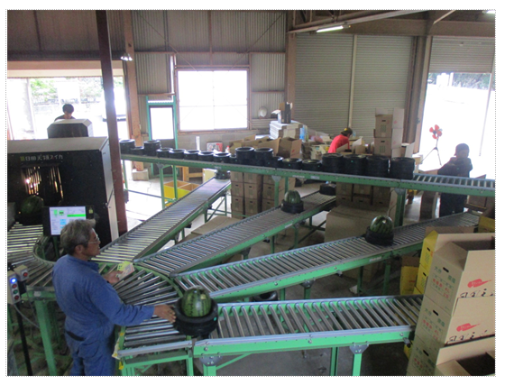 センサーを通ったすいかをサイズ別に分ける様子