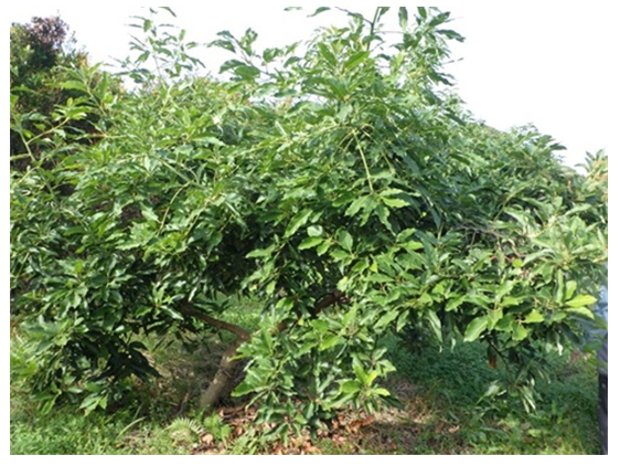 アボカドの木全景