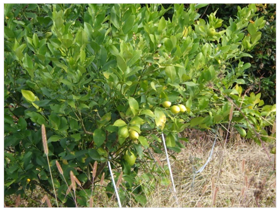 樹上の黄色いアボカドの実