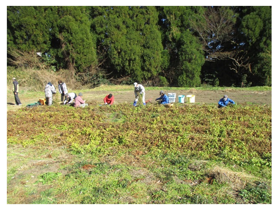 ちょろぎの畑で収穫する人たち