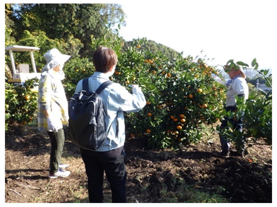 みかん園地で意見交換