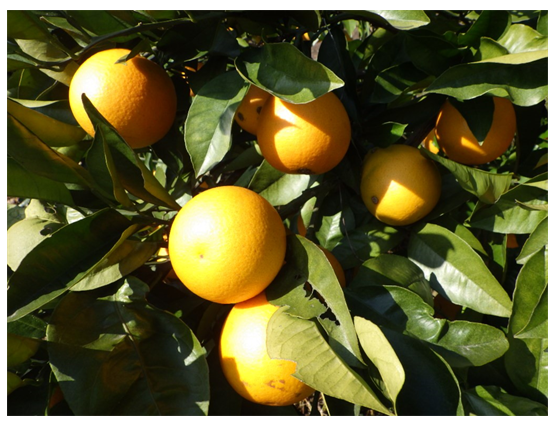 樹上で黄色く実ったミカン