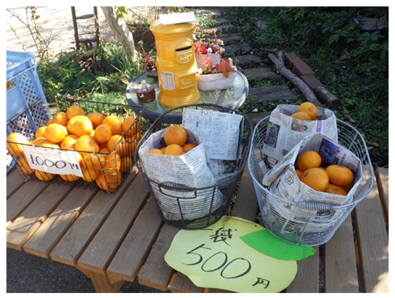 自宅前のみかん直売風景