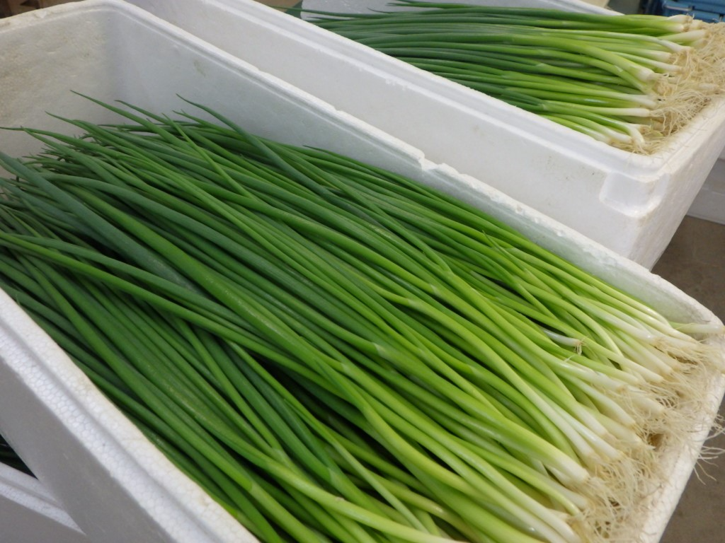 出荷調整後のこねぎ
