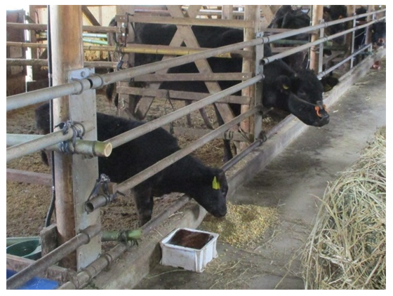 牛舎で餌を食べる牛