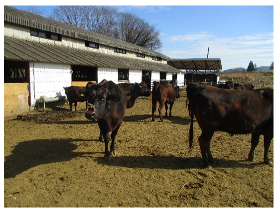 牛舎の外にいる牛