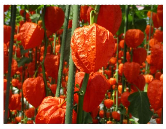 赤く熟したホオズキの実