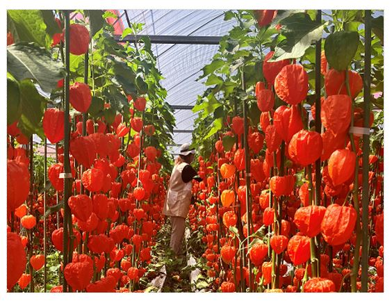 ハウスの中に広がるホオズキの実