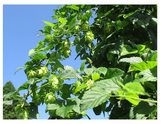 樹上のホップの実