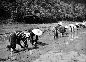 田植え2