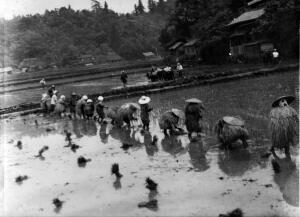 田植え4