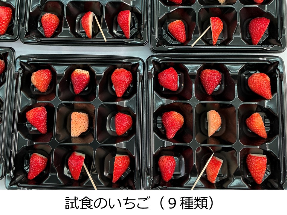 試食いちご