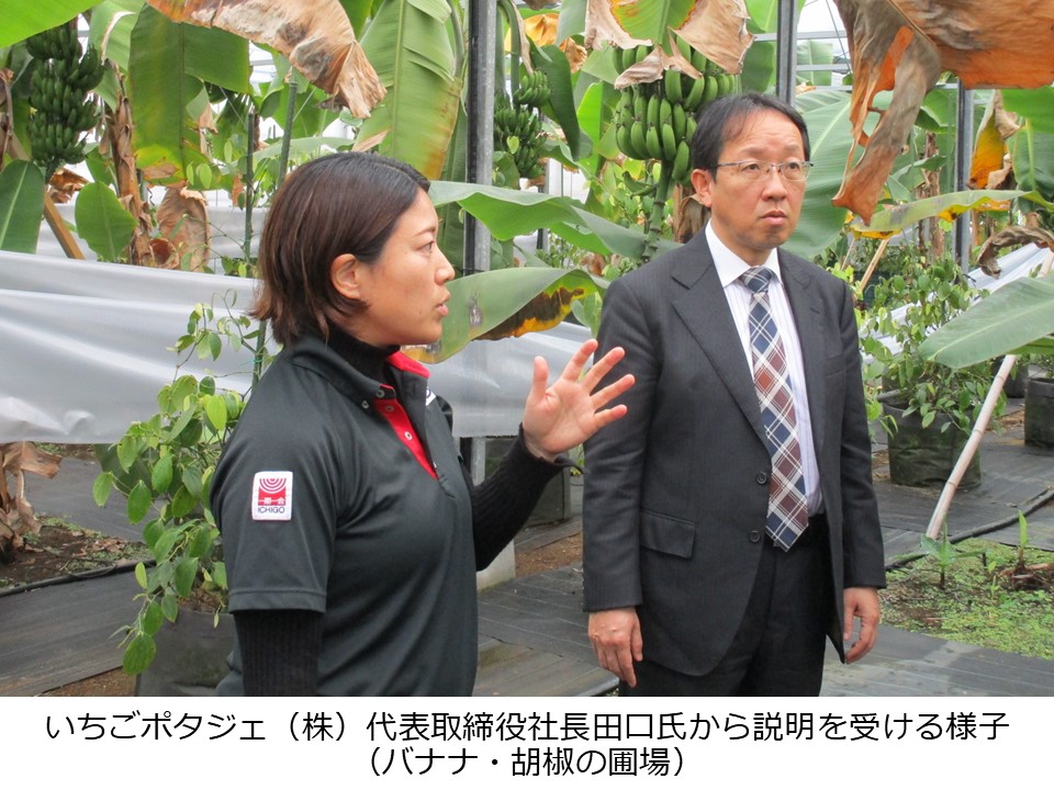 圃場で説明を受ける緒方局長