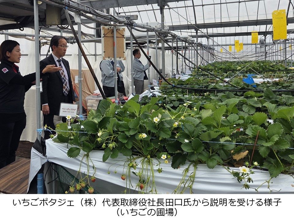 いちごの圃場で説明を受ける緒方局長