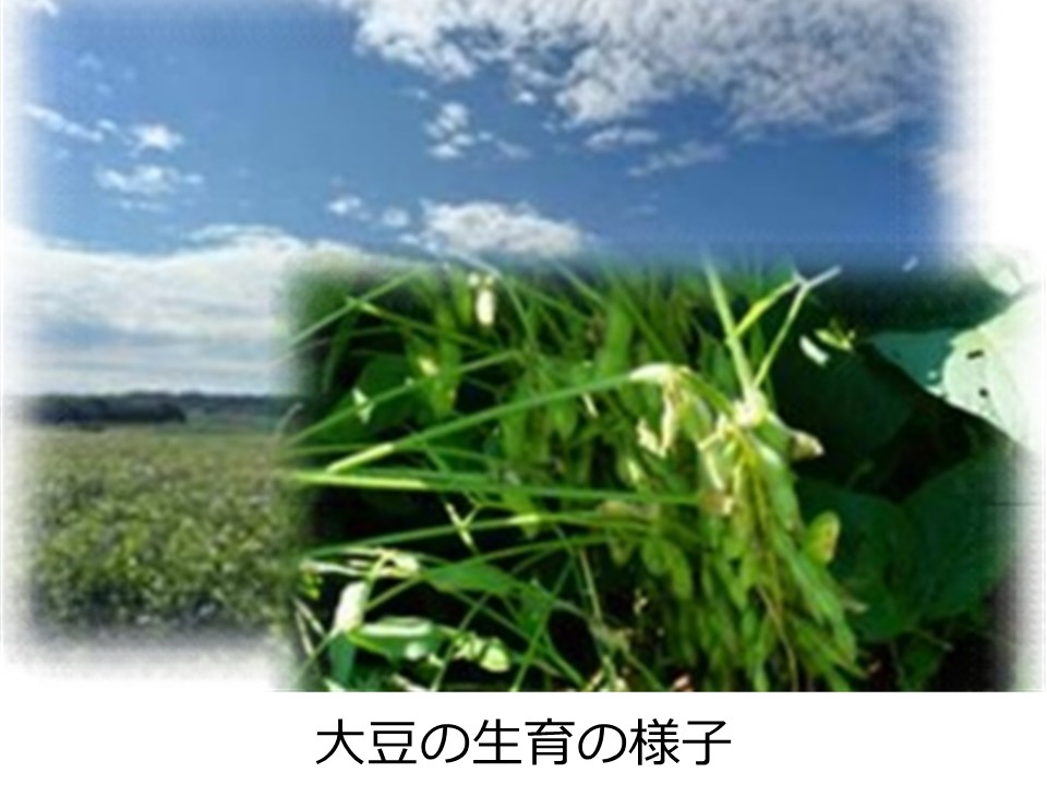 大豆の生育の様子