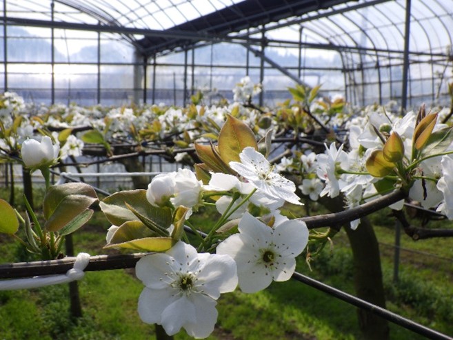 棚に咲く梨の花１