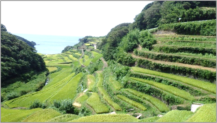 棚田４